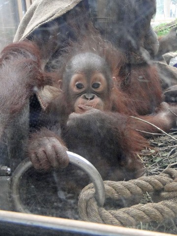 動物の可愛い赤ちゃんを見に行こう！全国の動物園５選