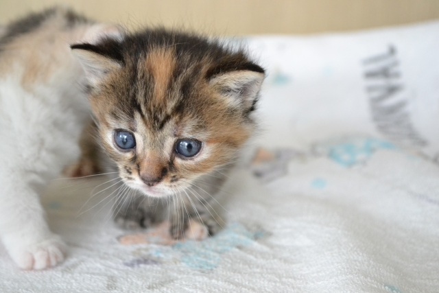 子猫の離乳食の進め方：ミルクはいつまであげたらいい？
