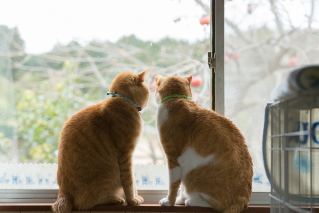 網戸をいたずらする猫、窓を開けるための対策を知りたい！