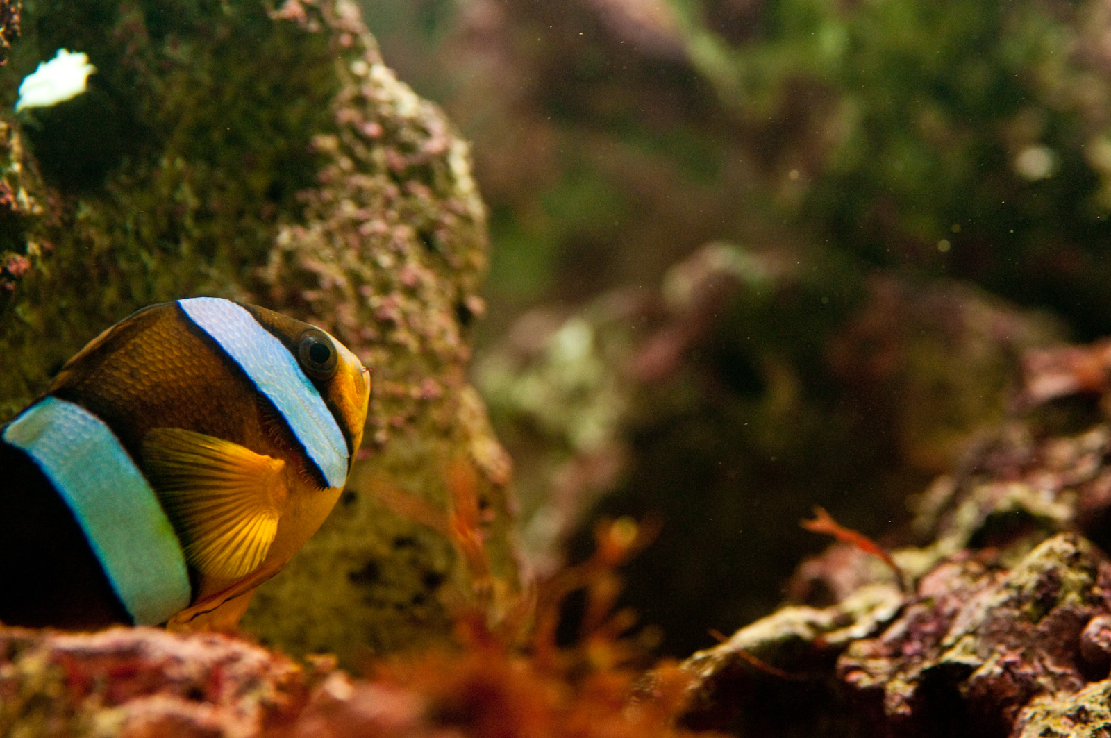 熱帯魚の水槽の貝が増えていく〜？！