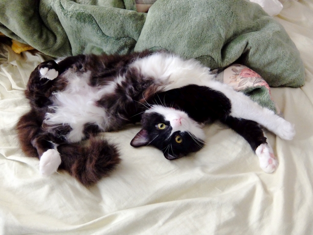 猫との生活：寝る部屋は分ける？分けない？