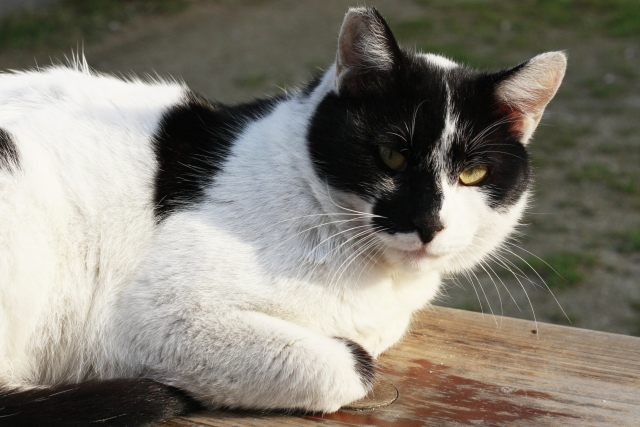 猫が白血病ウィルスに感染したら寿命はどのくらいに？
