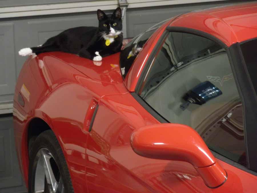 車と猫に関する対策あれこれ