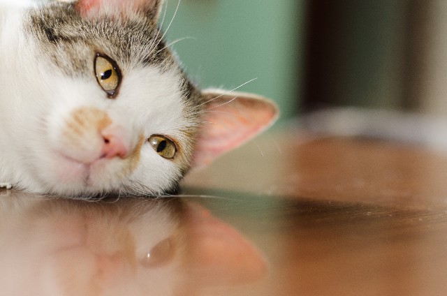 猫の嘔吐：泡状のものを吐いている時はどんな病気？