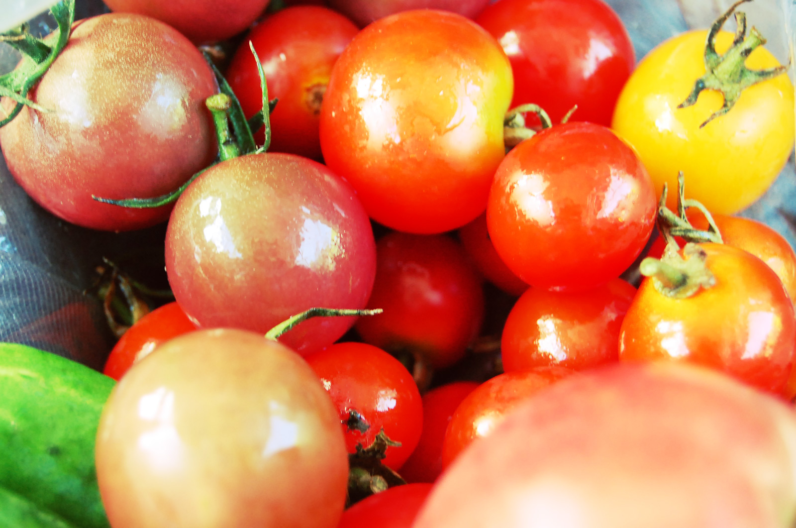 美味しいトマトを食べるための収穫の時期・時間