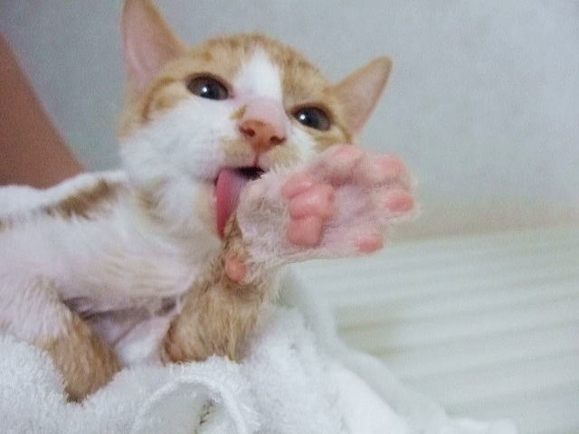 猫のお風呂上がり、上手な乾かし方を知りたい！