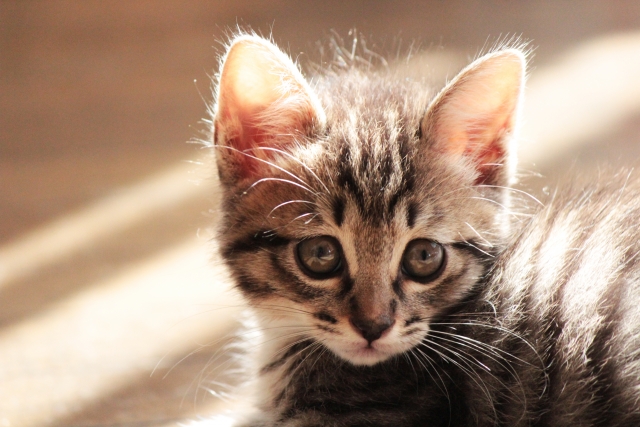 愛猫のがん…抗がん剤で治る？治療の費用はいくらかかる？