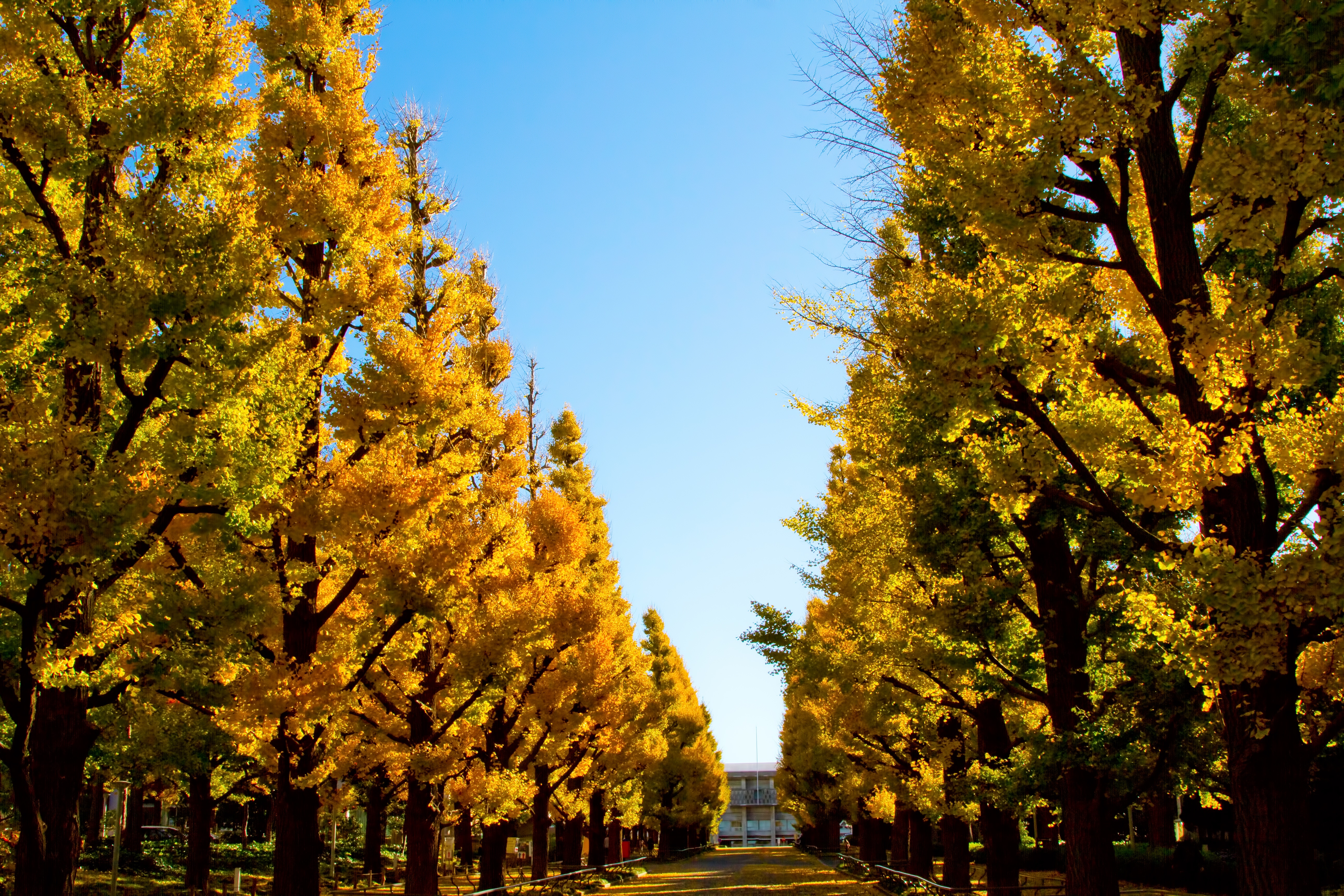 日本にある大学でキャンパスが美しいのは？