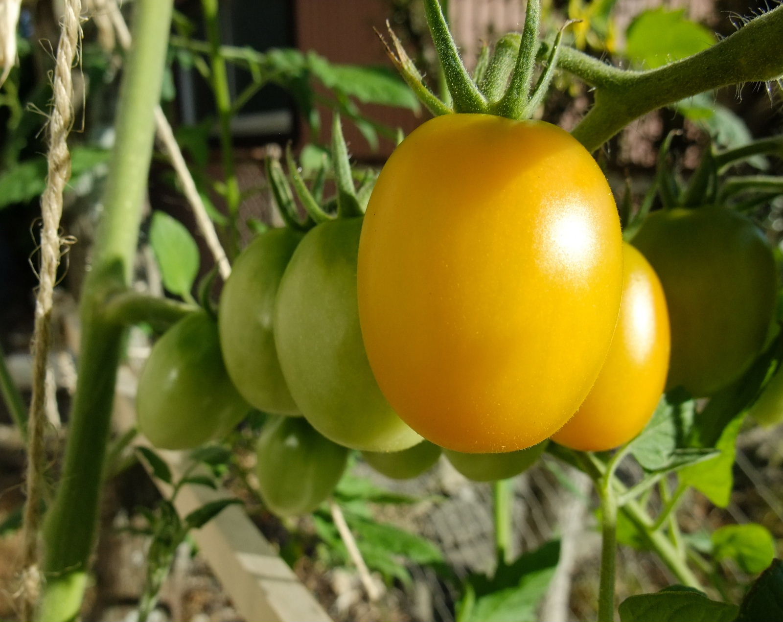 トマトを栽培していたらしおれる・・・原因は？