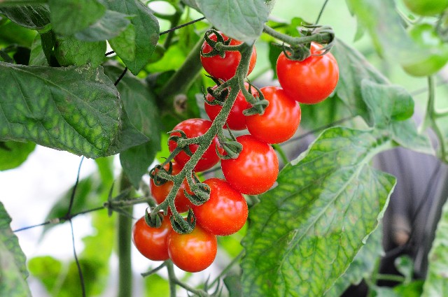 家庭菜園でのトマト栽培。 枯れる原因を知りたい！